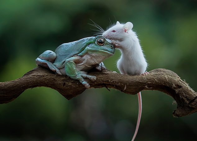 Frog and Mouse Become Friends