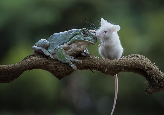 Frog and Mouse Become Friends