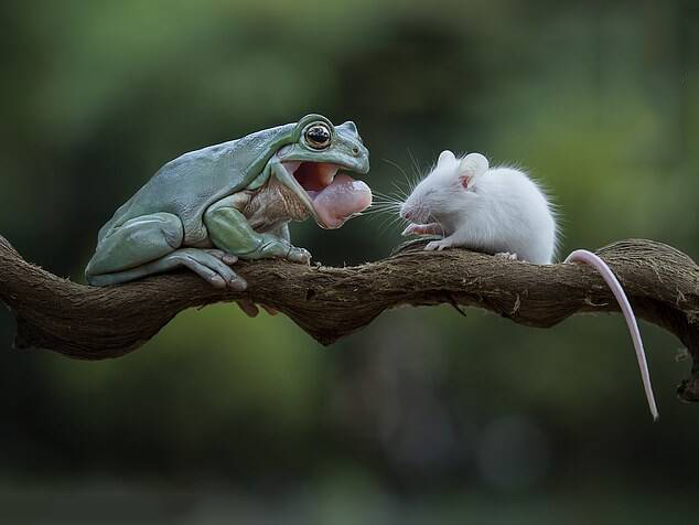 Frog and Mouse Become Friends