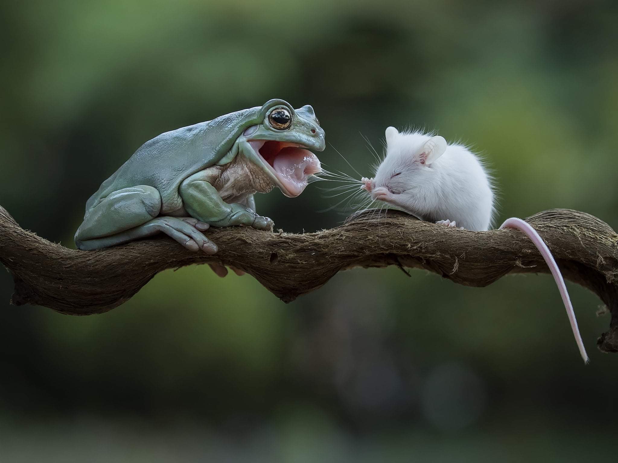 Frog and Mouse Become Friends