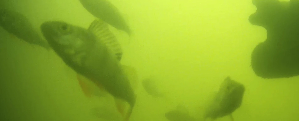 Fish Beep Fish Doorbell even more popular after five years