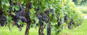 grapevine